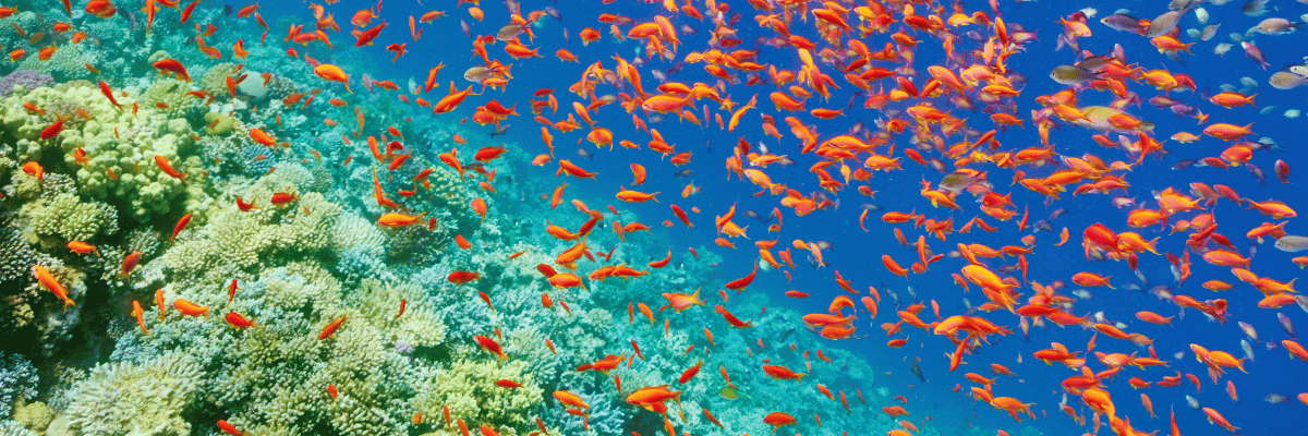 Die Red Sea Hotels in Ägypten bei ETI mit All-inclusive